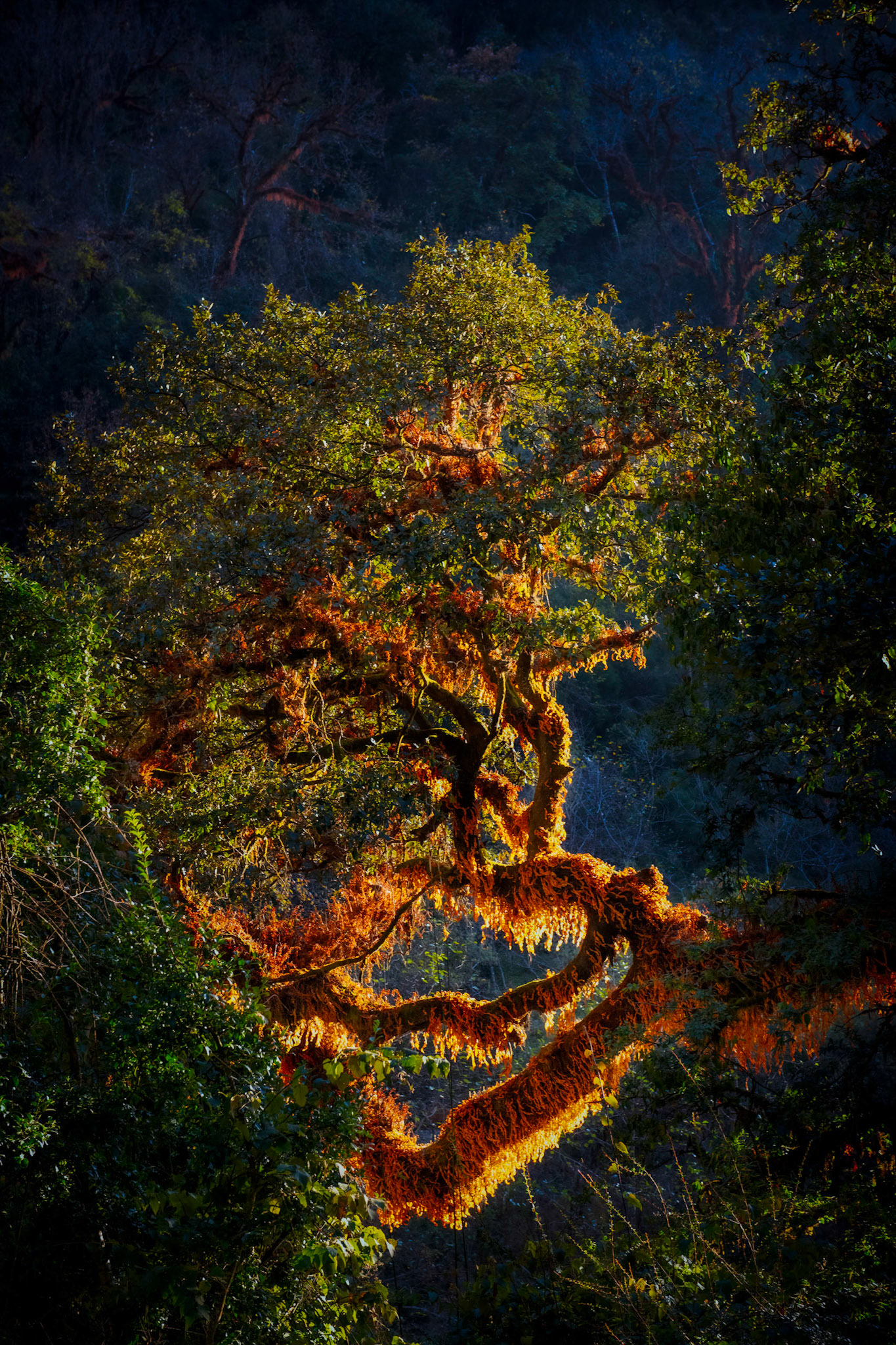 Amazing light on a tree - Langtang Trek in the Himalayas, Nepalpeaceful moment at Pashupatinath Temple