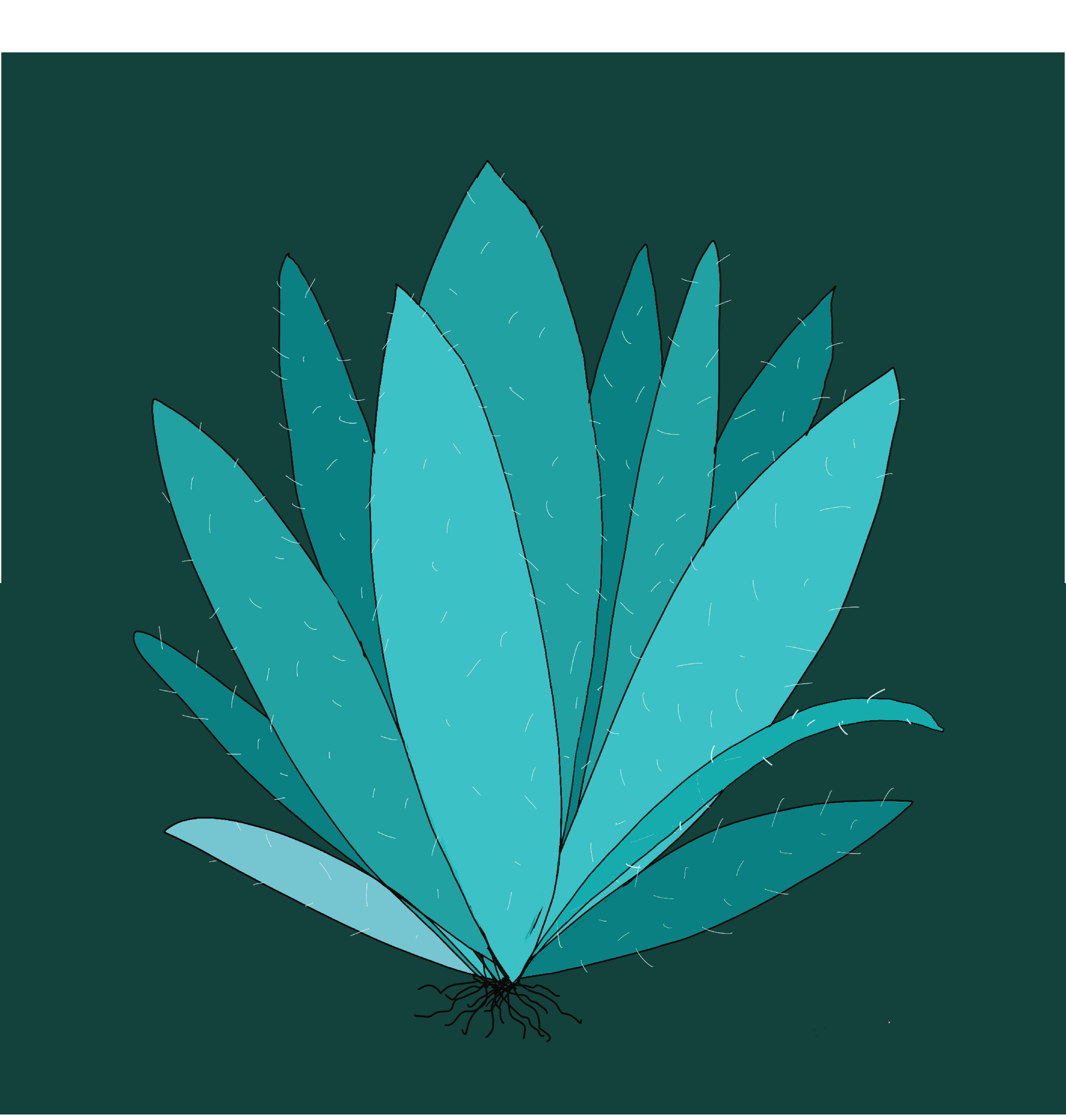 agave drawing