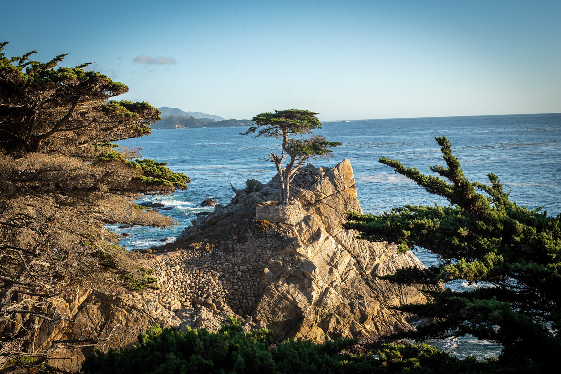 THE LONE CYPRESS, MONTERY