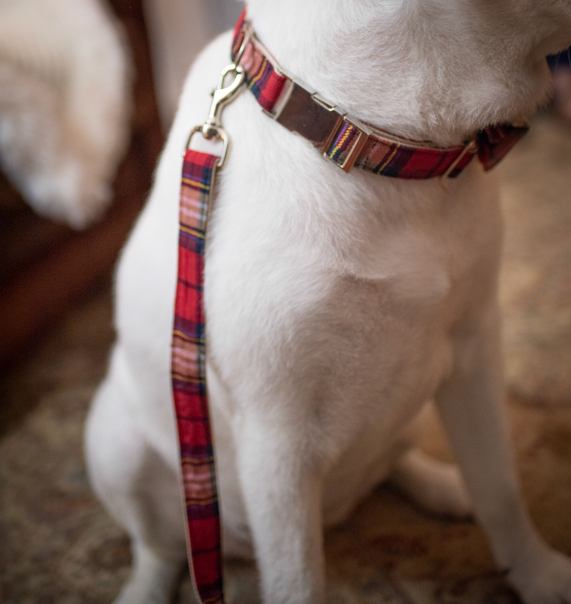 Lucy modeling Tartan plaid collar and leash