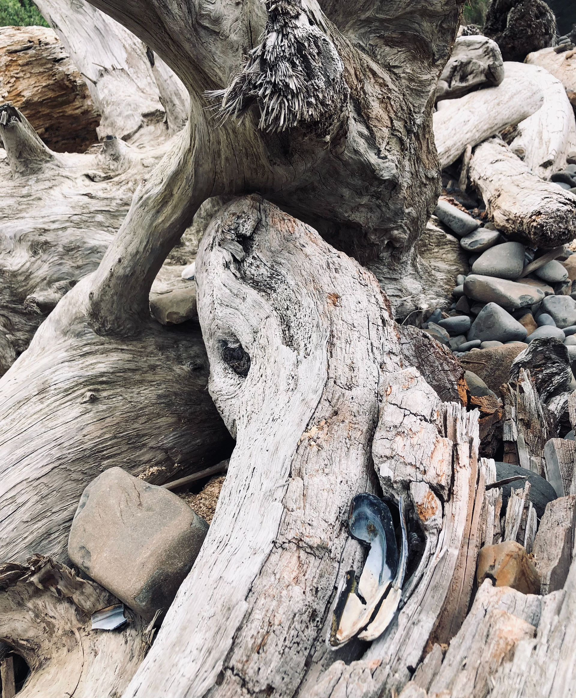 Driftwood
