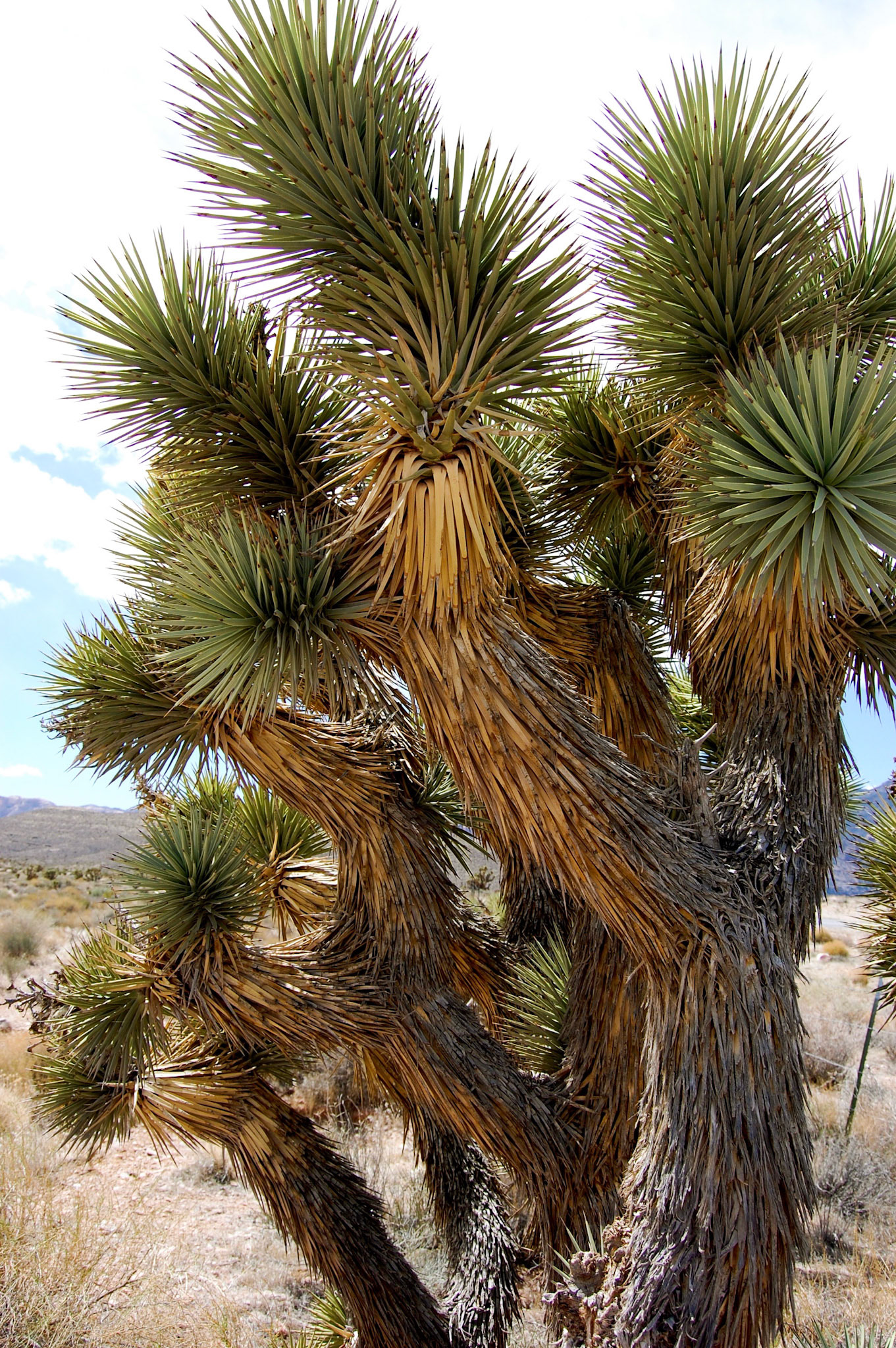 JOSHUA TREE