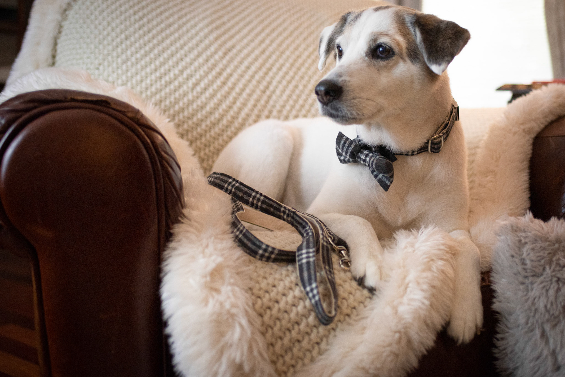 Lucy modeling plaid bow-tie collar and leash