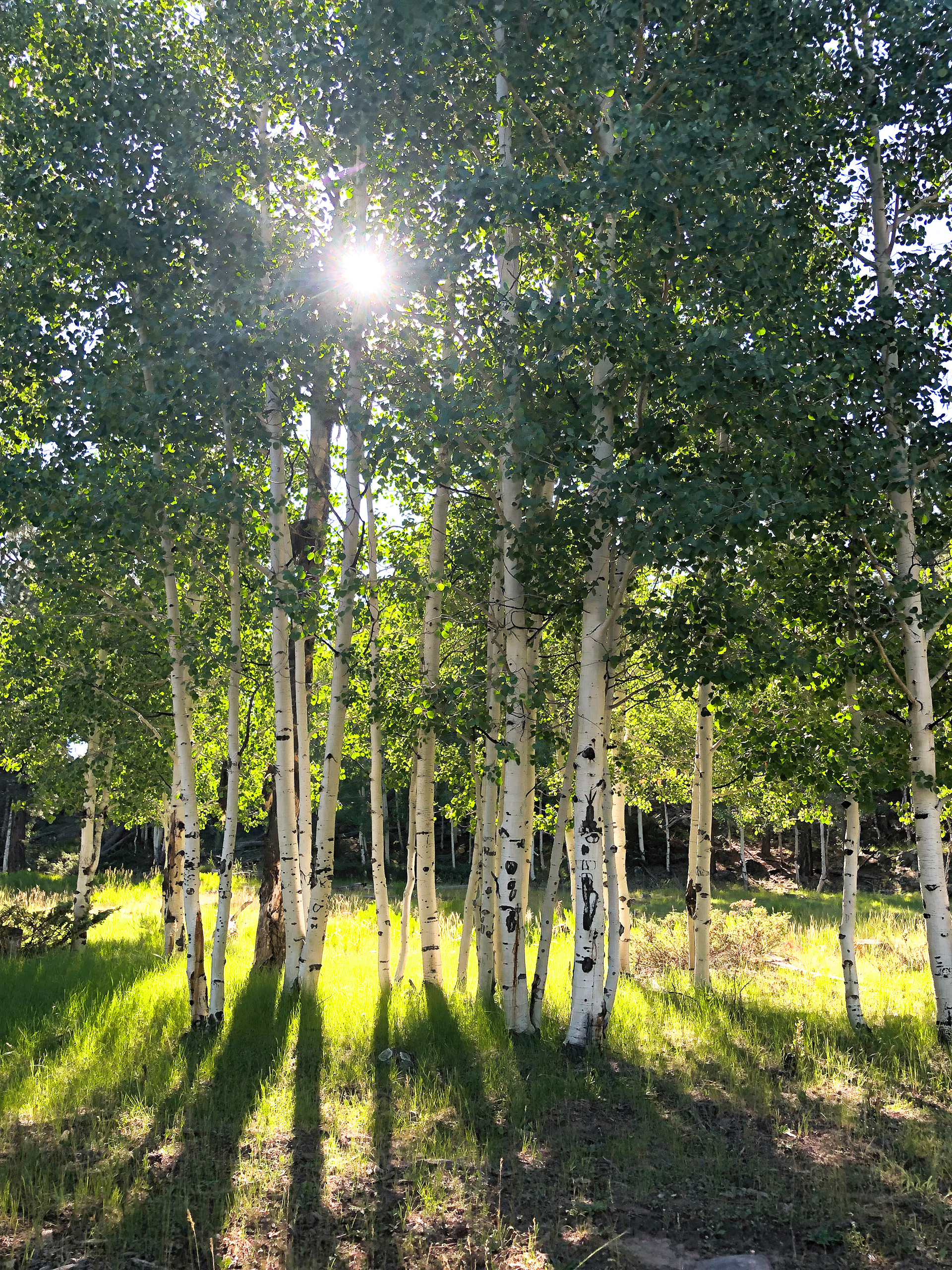 ASPENS, UTAH