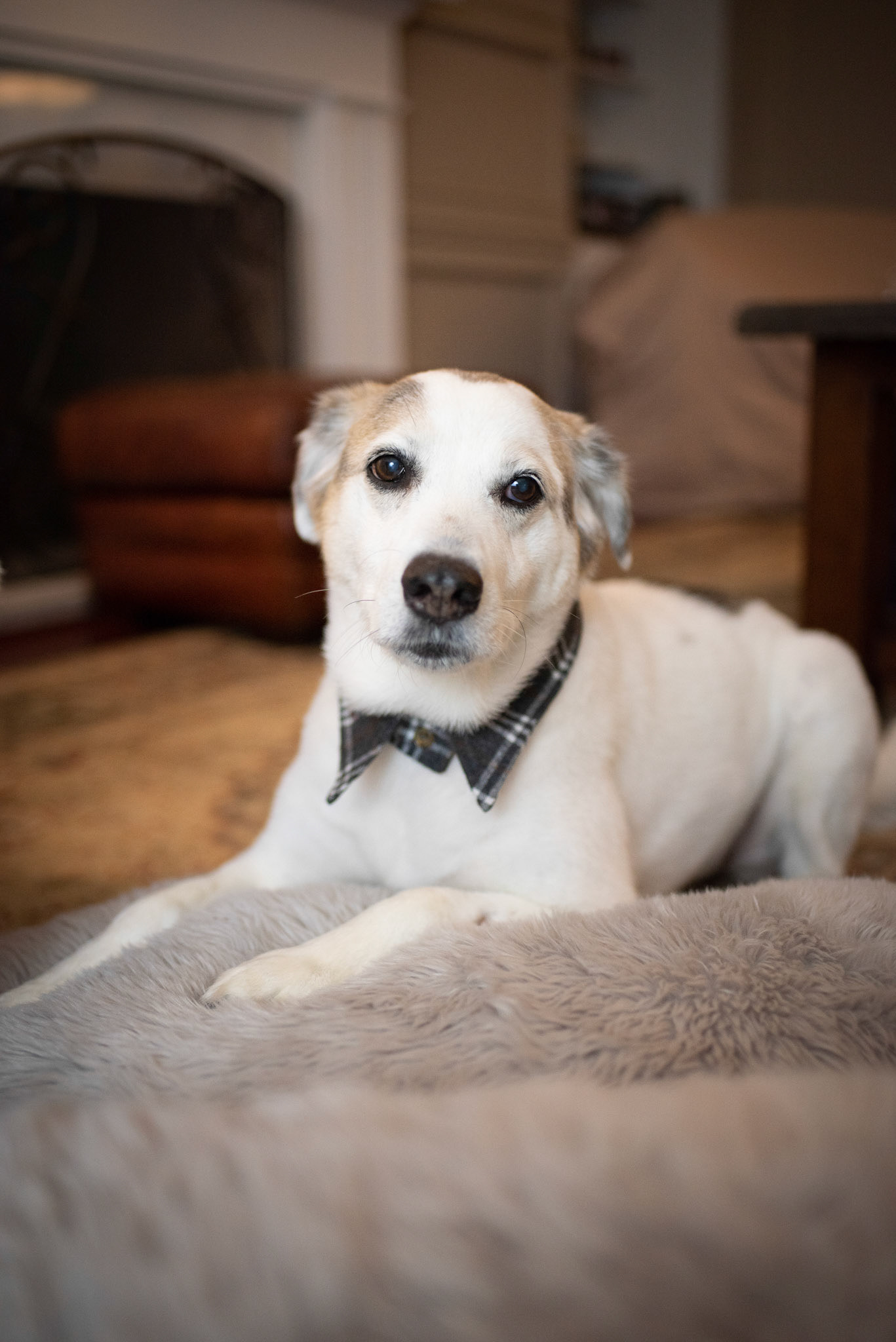 Lucy modeling plaid collar and leash