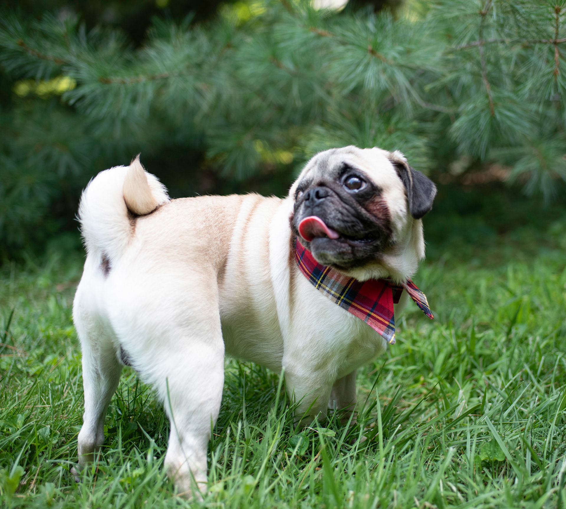 Milo modeling plaid collar