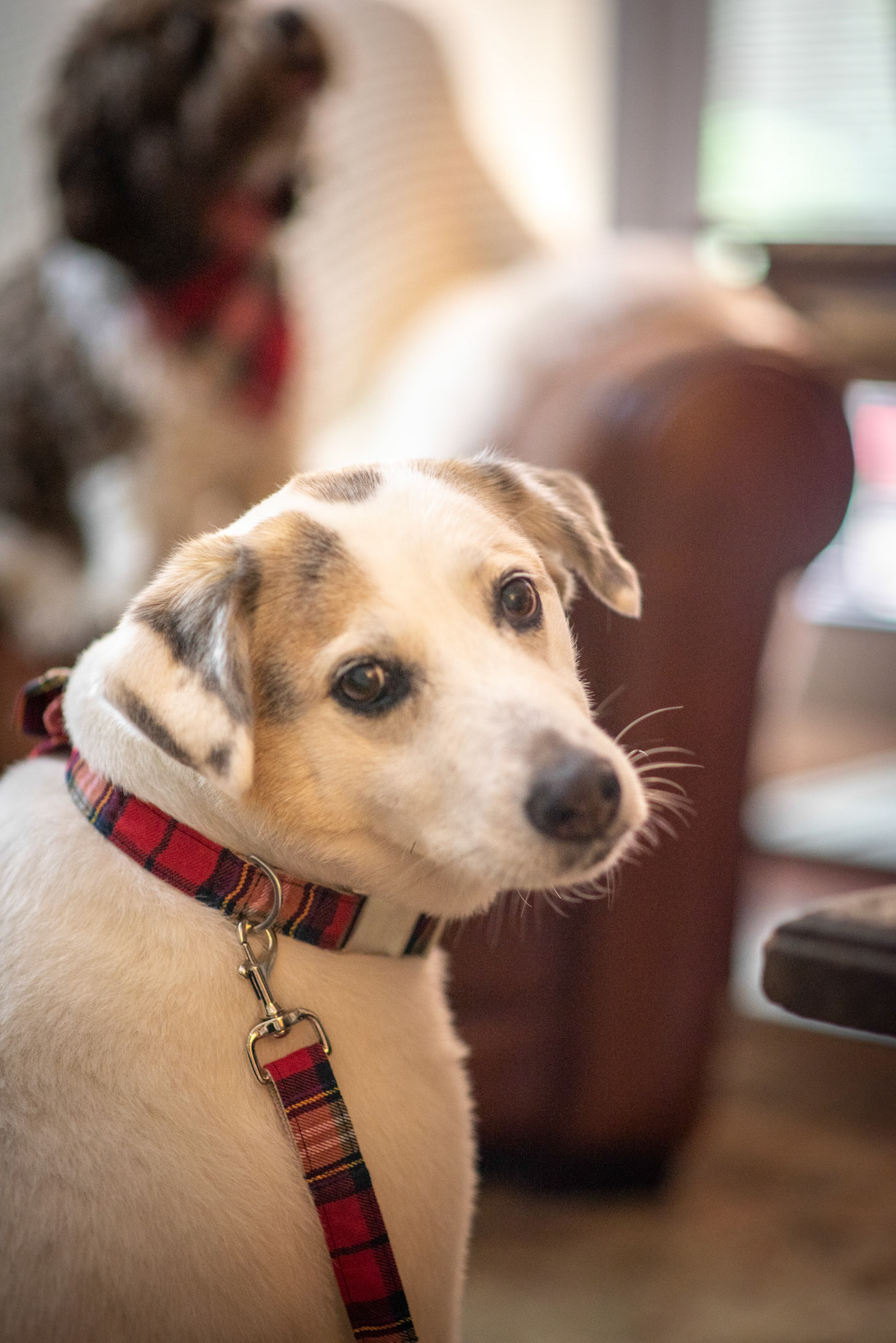 Lucy modeling plaid collar and leash
