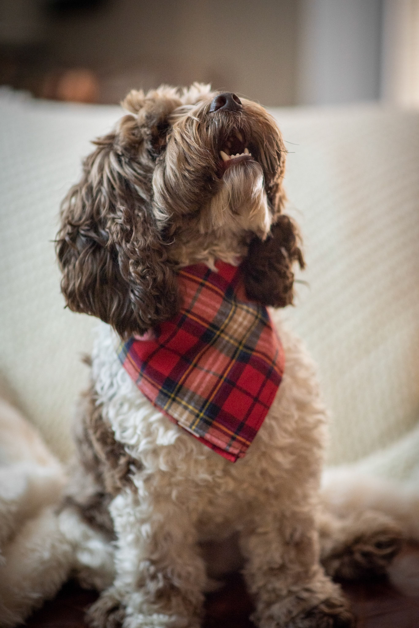 Rocco modeling Tartan plaid dog scarf