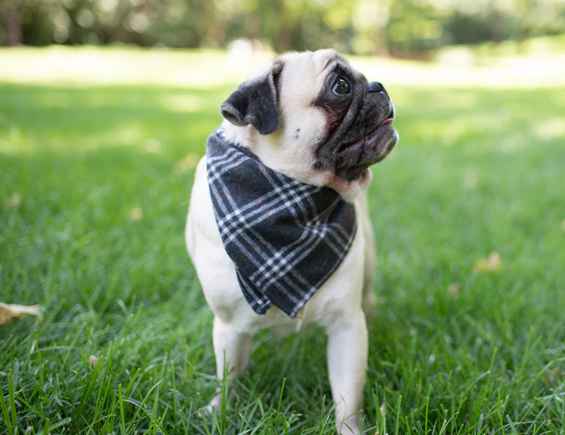 Milo modeling plaid collar and leash