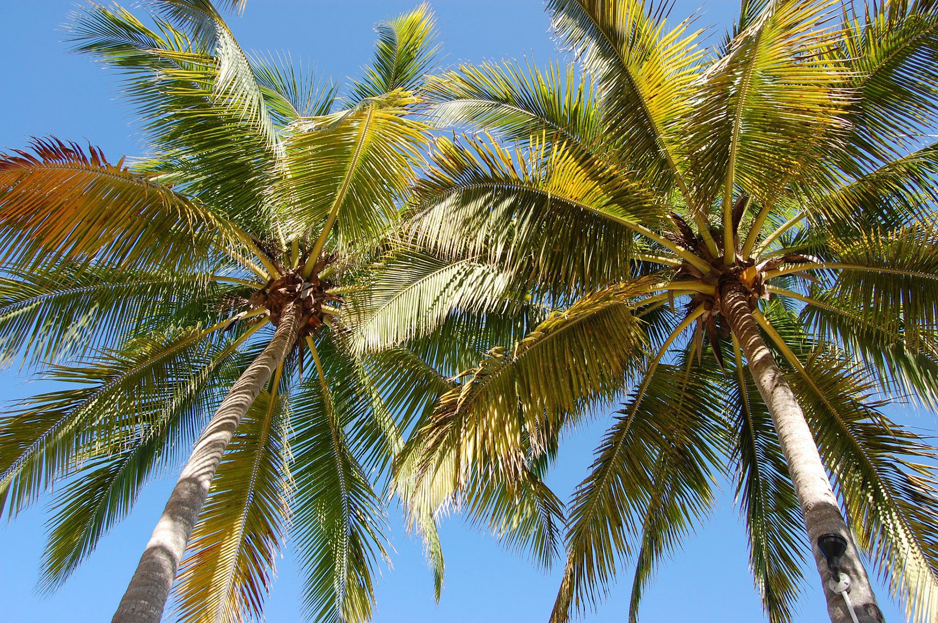 PALMS OF JAMAICA
