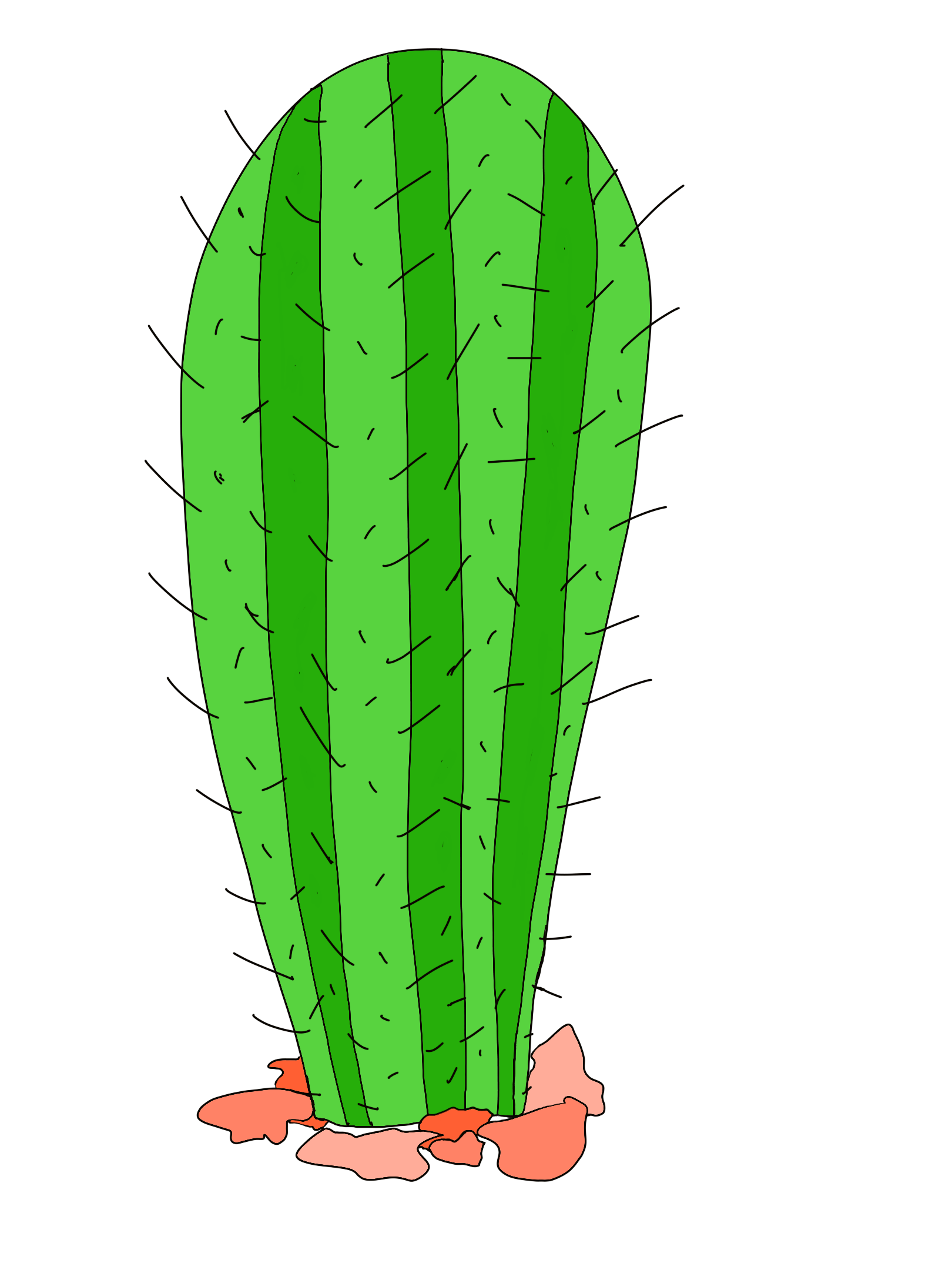 cactus drawing