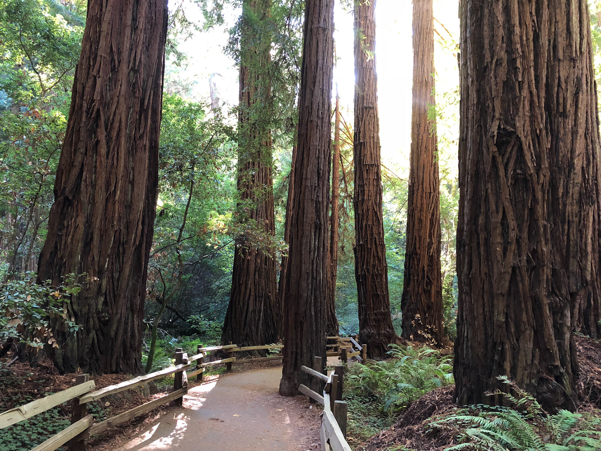 MUIR WOODS, CA