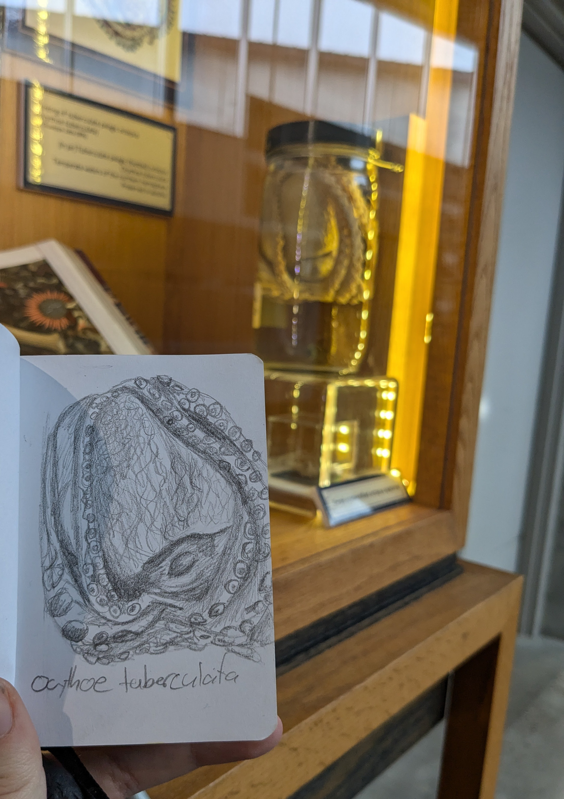 Ocythoe tuberculata specimen at Museum of the Earth 2/16/25