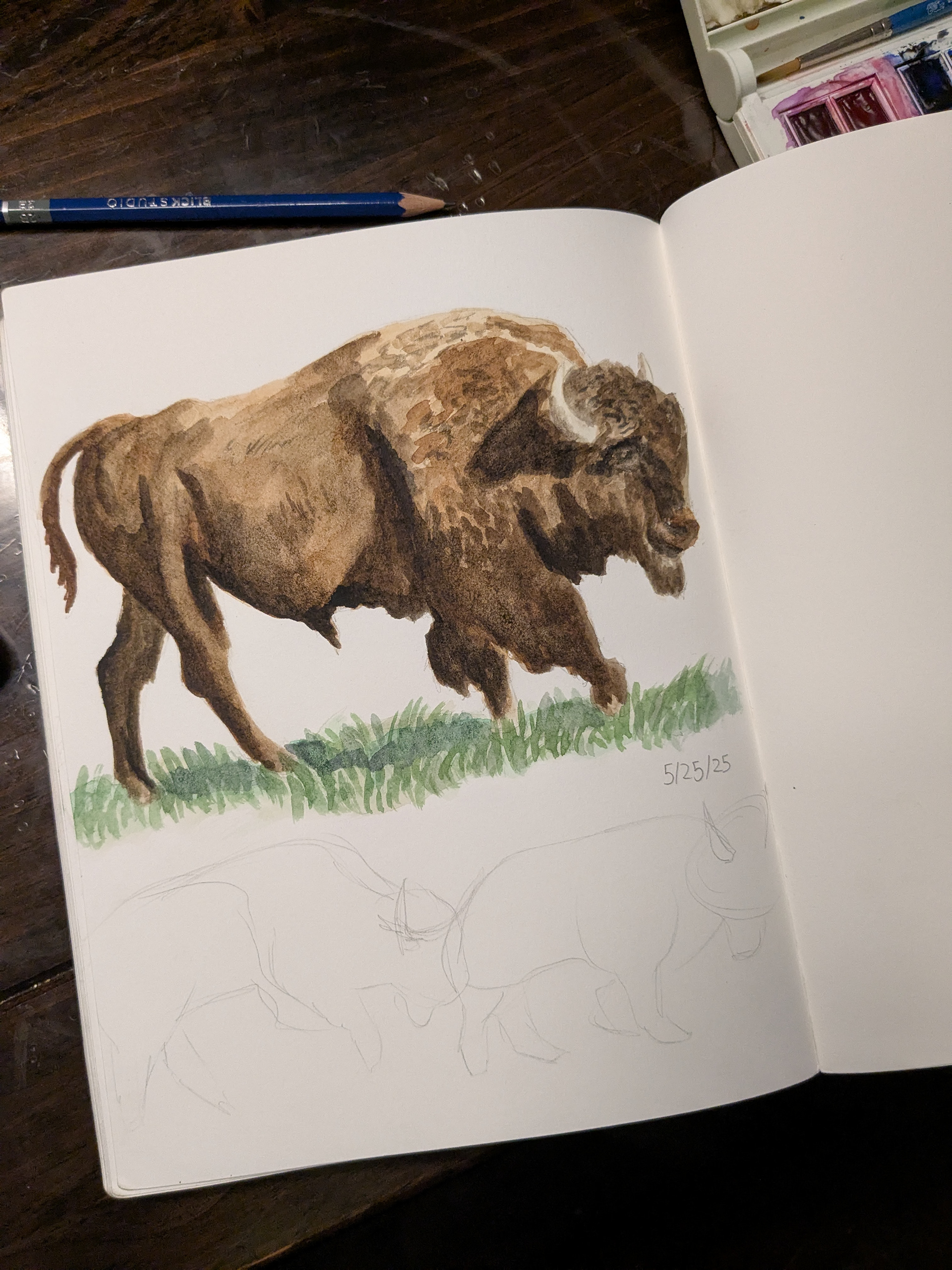 Study of Plains Bison in watercolor 5/25/25
