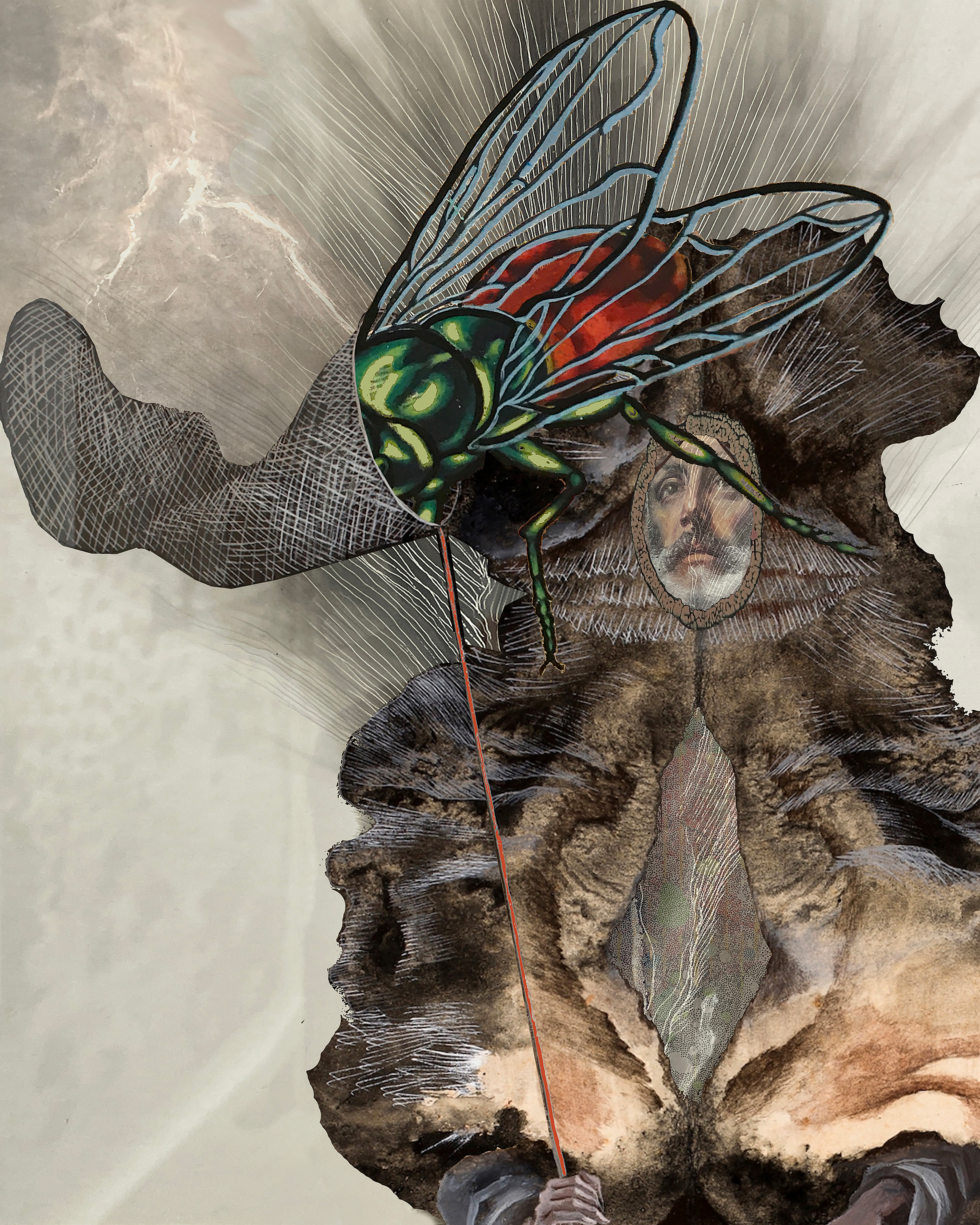 Reluctant Fly Catcher