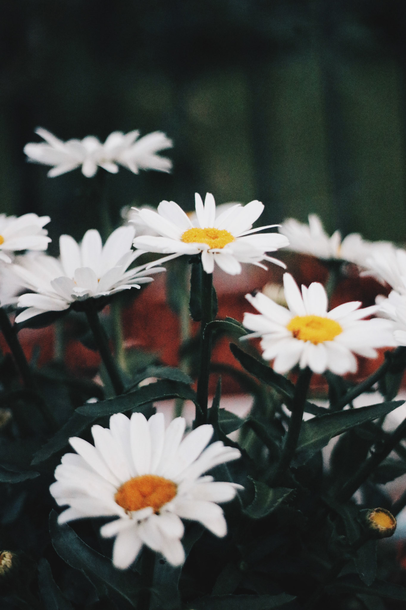 Processed with VSCO with hb2 preset