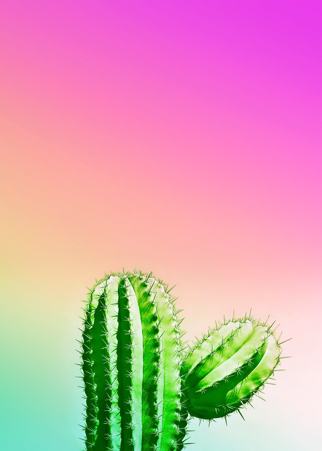 Wild Desert