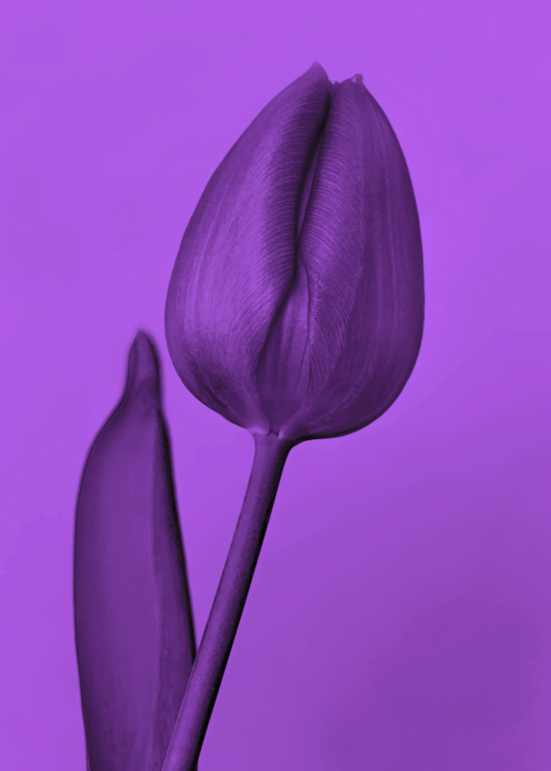 One Tulip