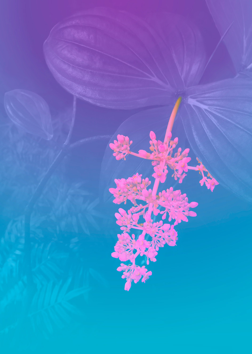 Vibrant Tropical Flower