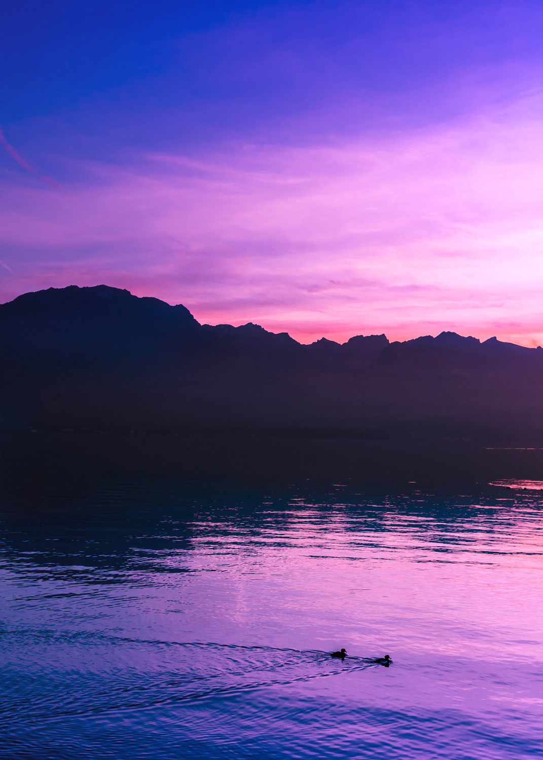 Dusk And Ducks