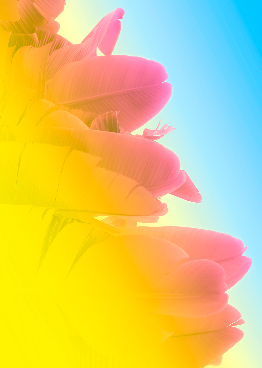 Banana Leaves