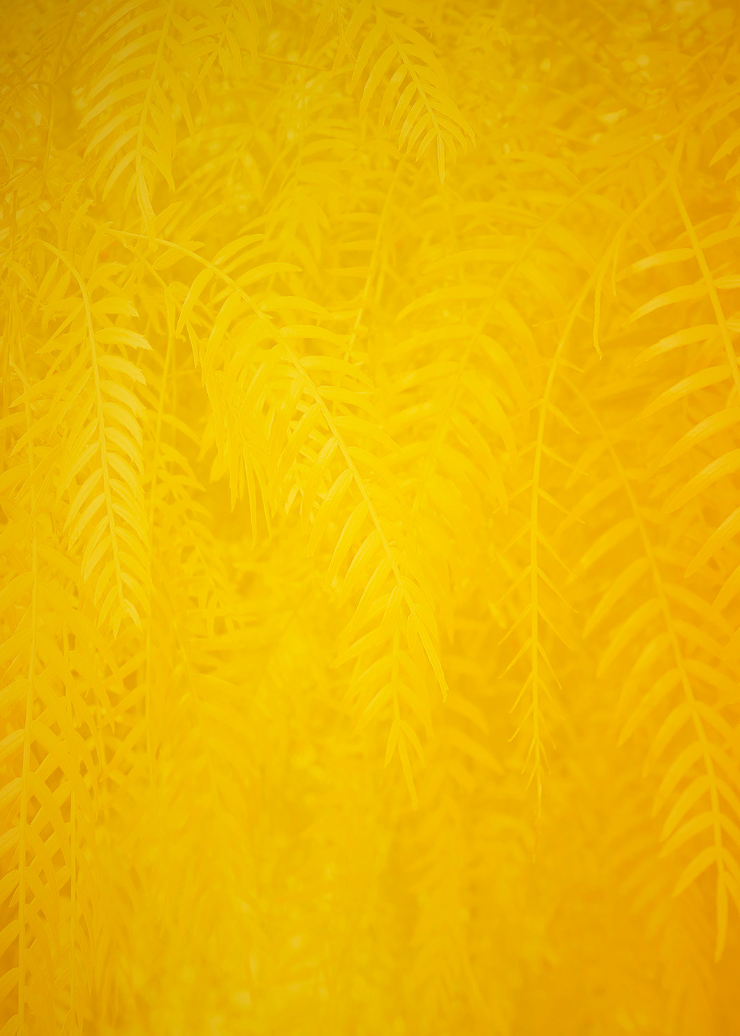 Golden Leaves