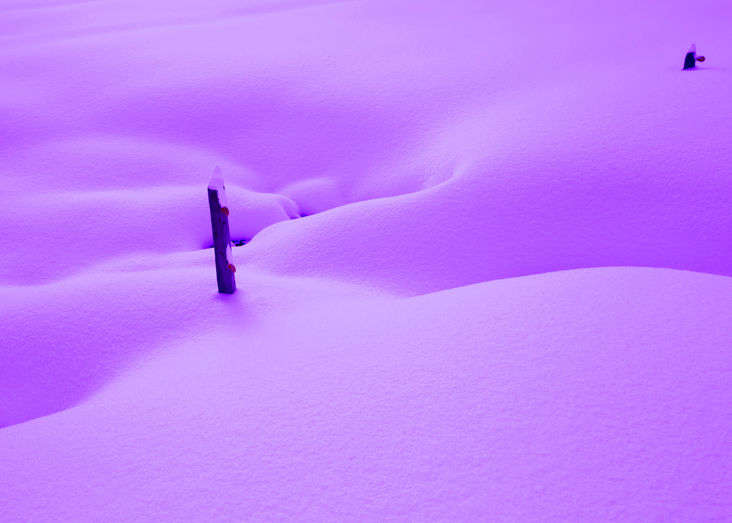 Purple Snow