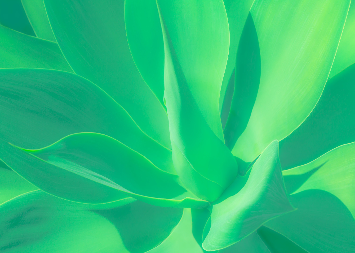 Aloe Vera Plant