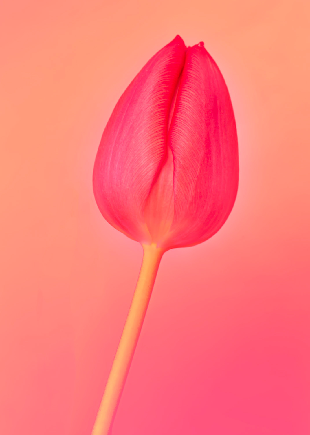 One Tulip