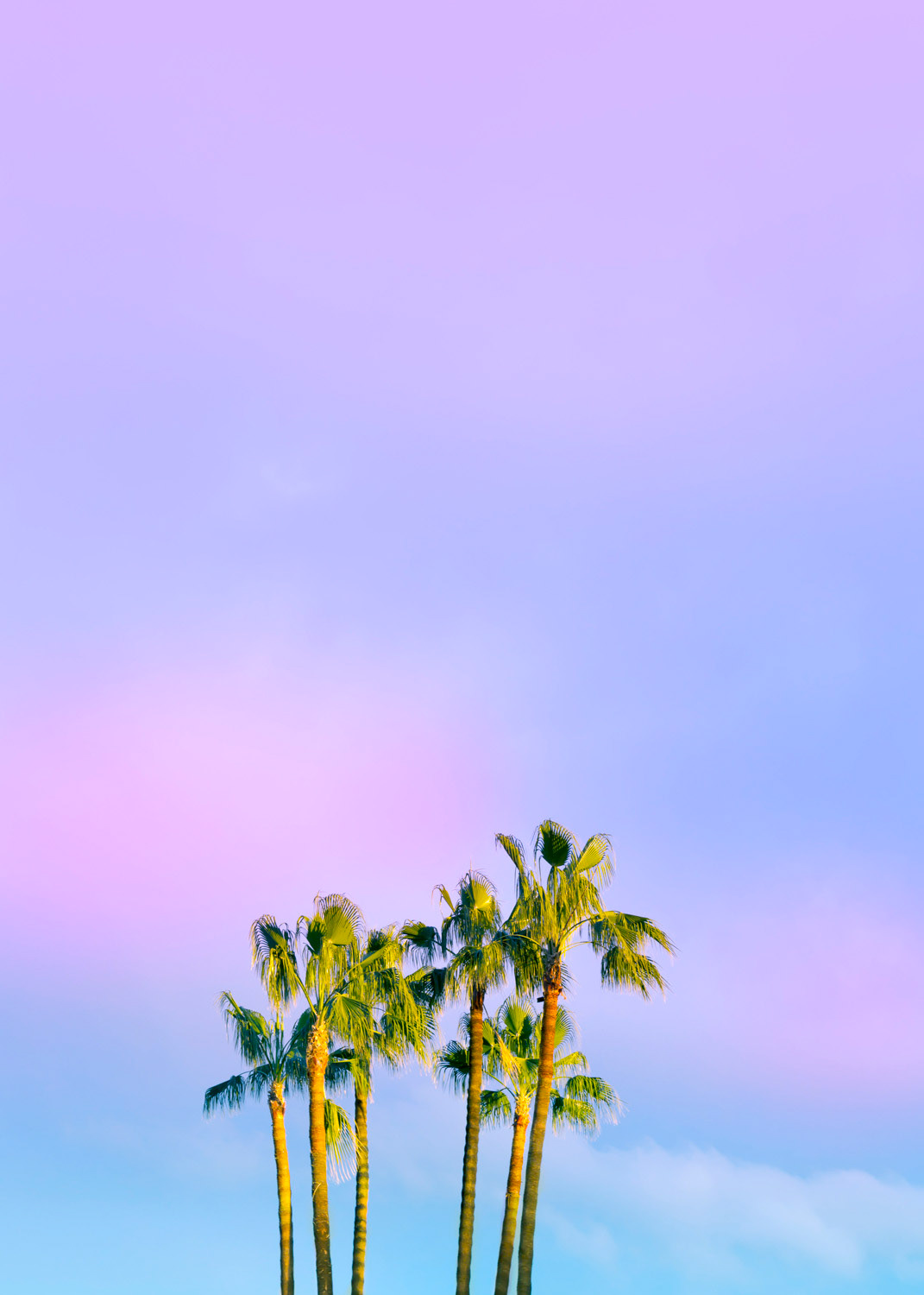 Summer Dreams With Palms