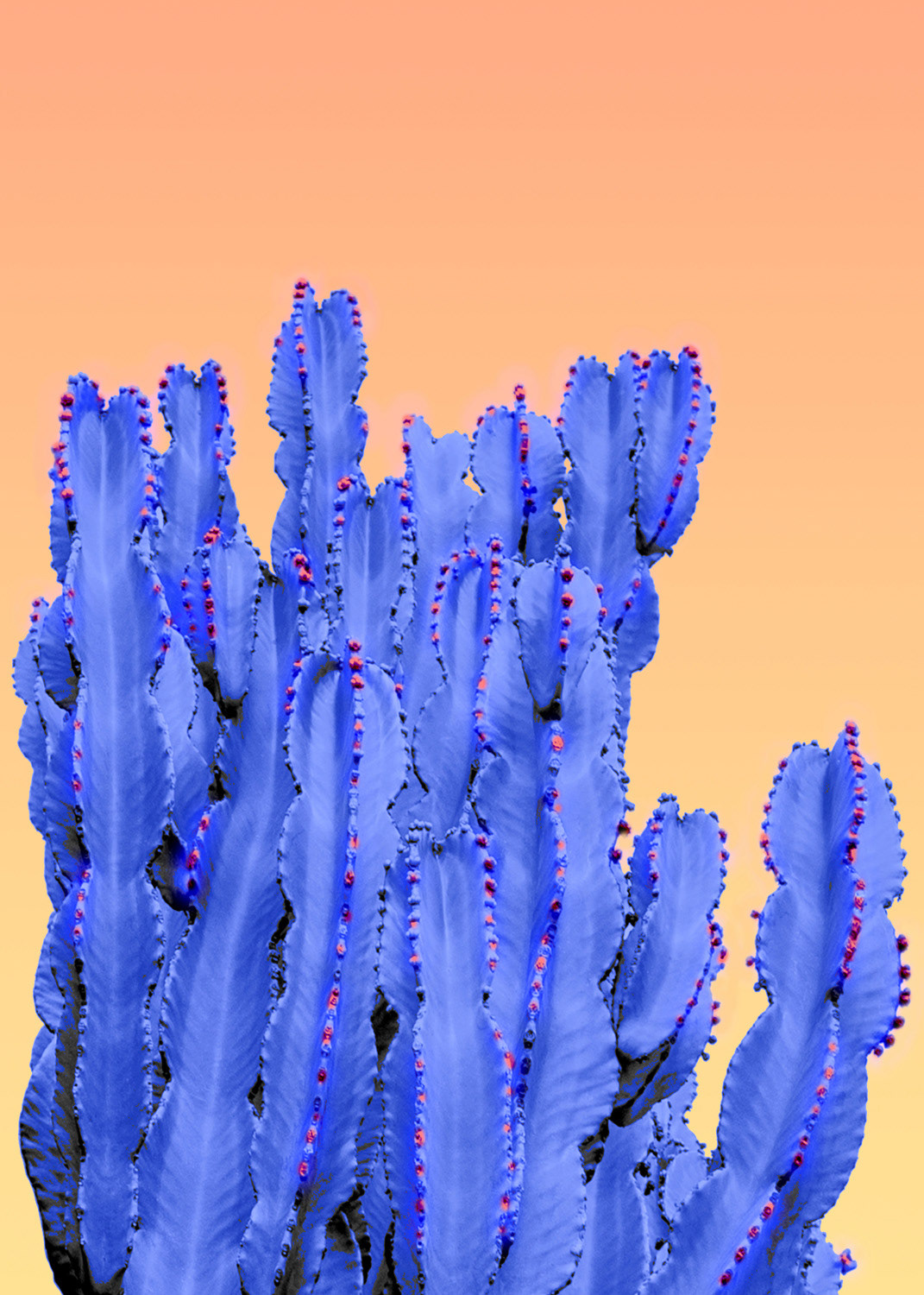 Blue Cactus