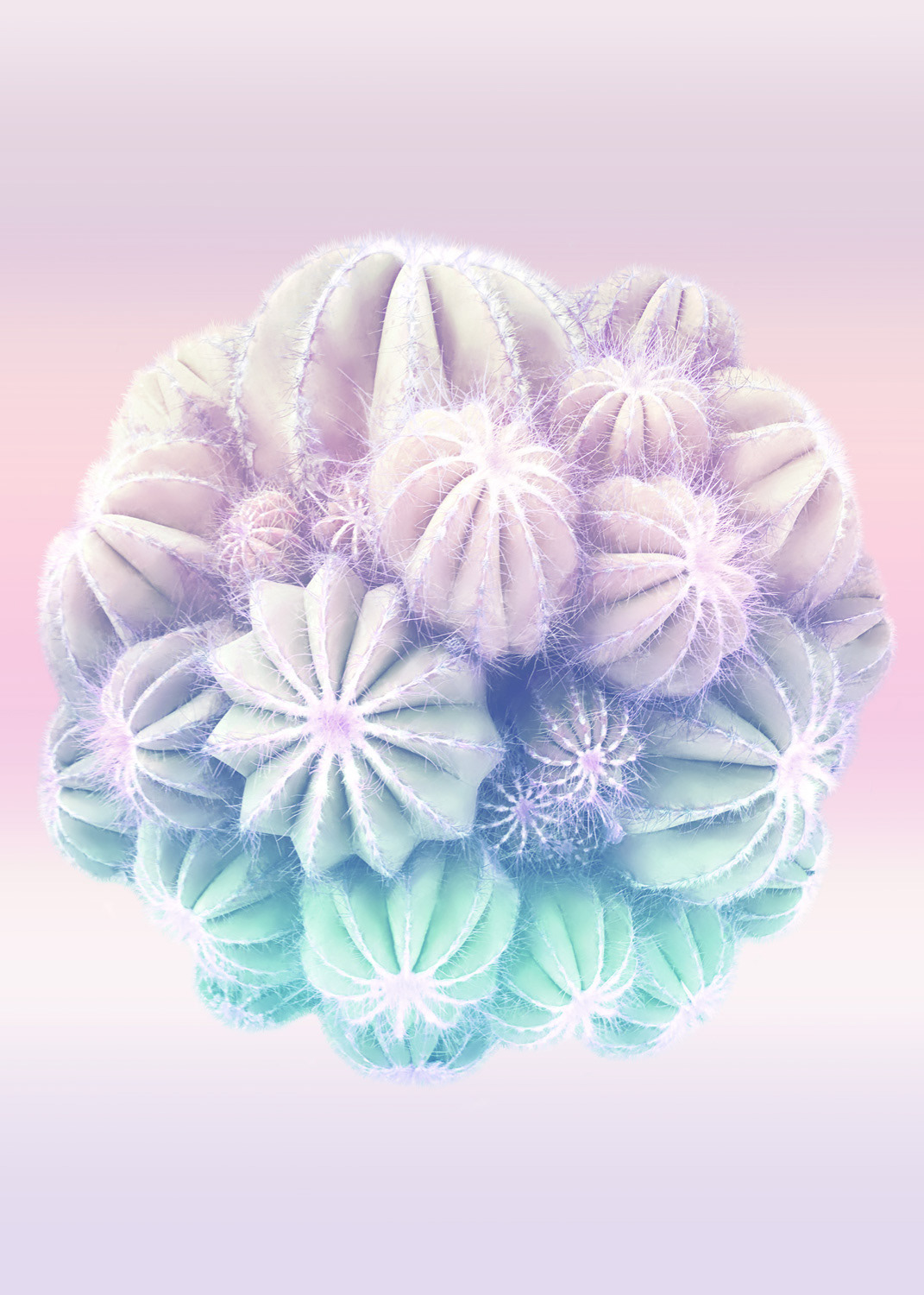 Amazing Cactus