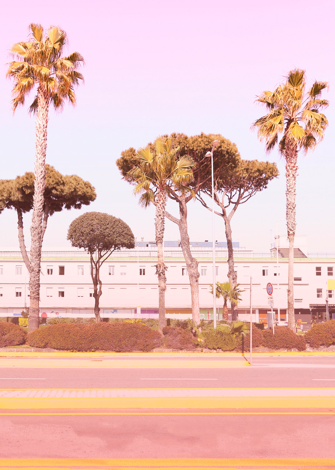 Urban Summer And Palms