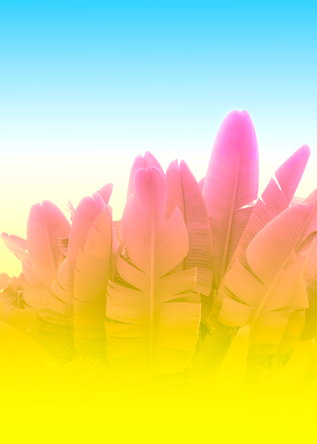 Banana Leaves