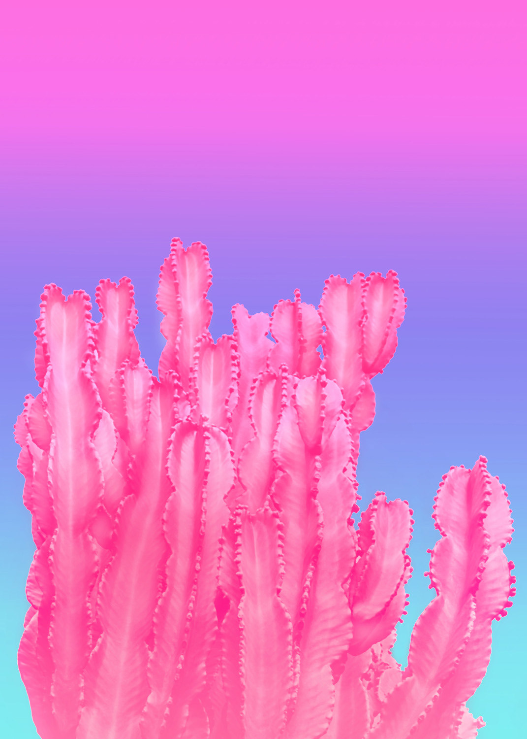 Pink Cactus
