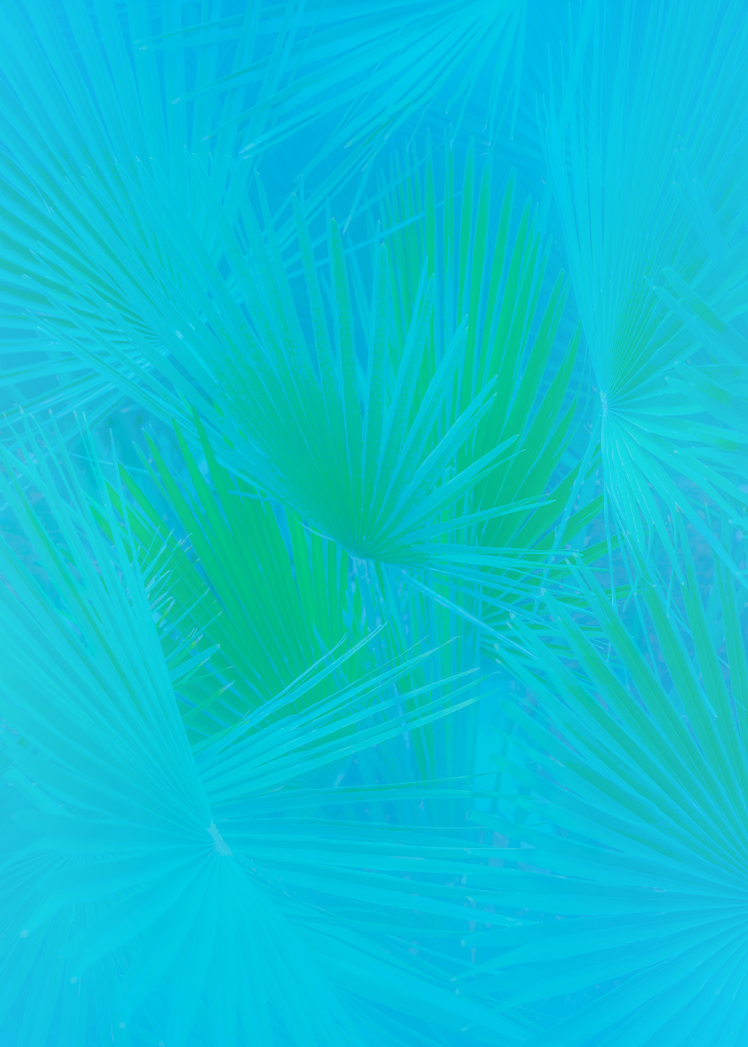 Blue Palms
