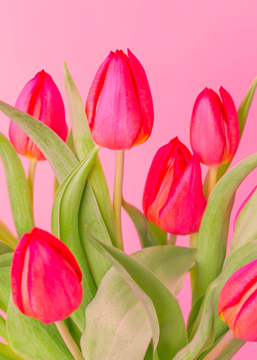 Red Tulips