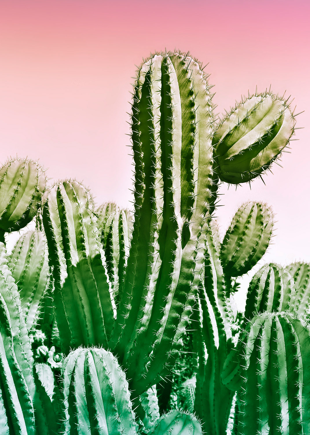 Wild Cactus From The Desert