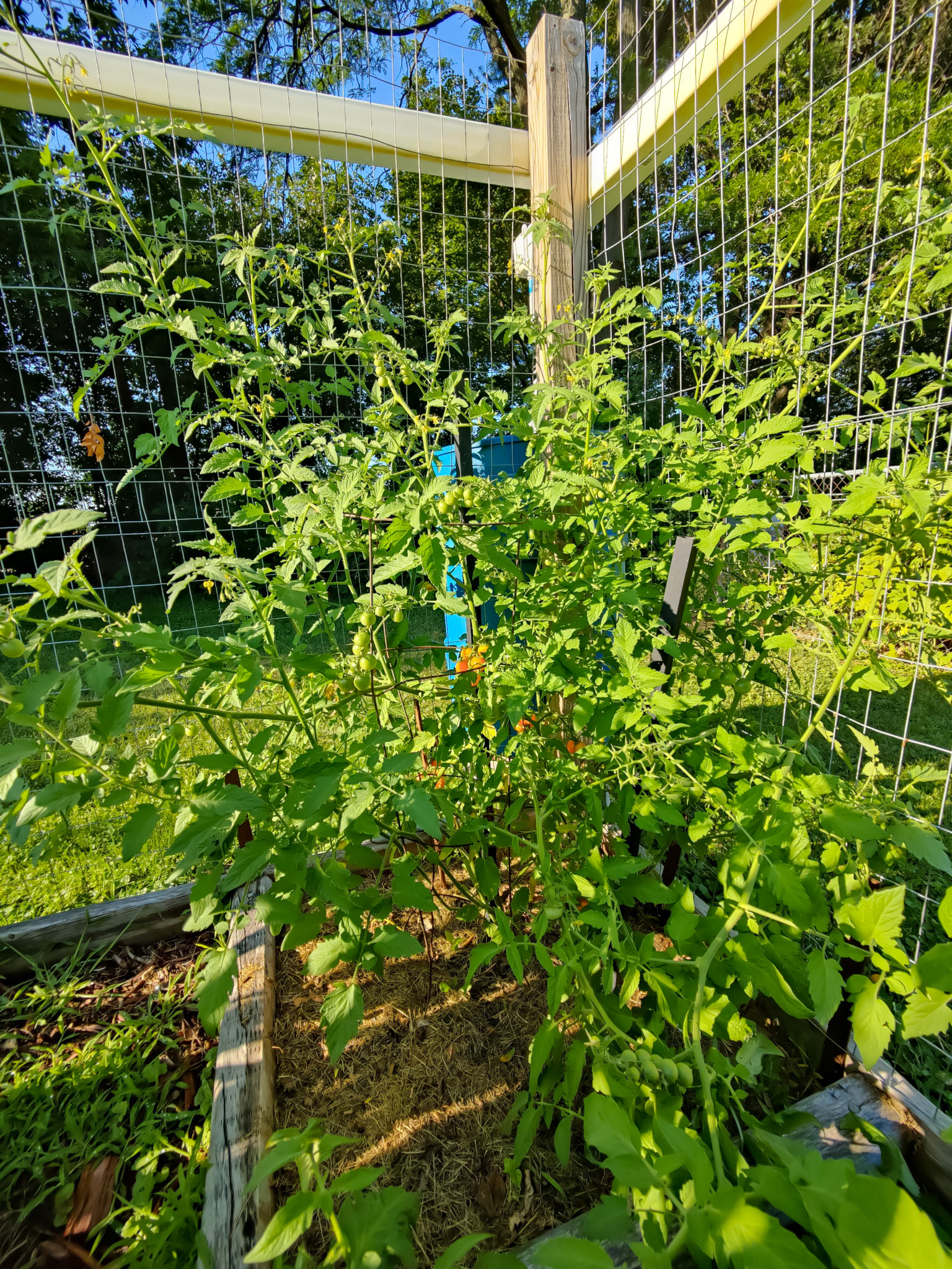 THE GARDEN 8.5.2022e