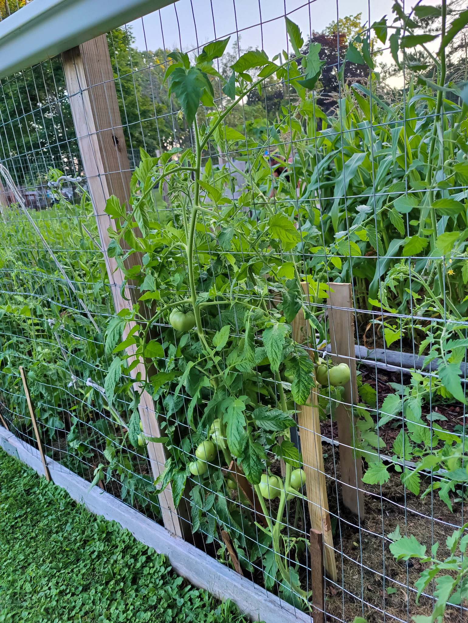 THE GARDEN 8.5.2022e