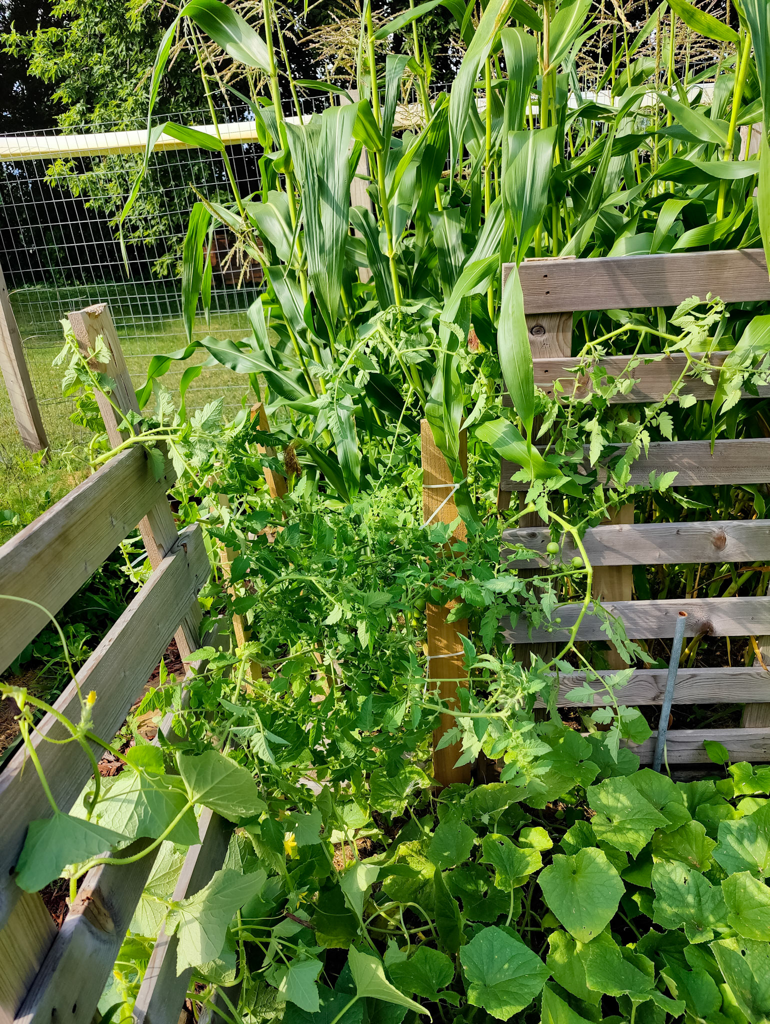 THE GARDEN 8.15.2022