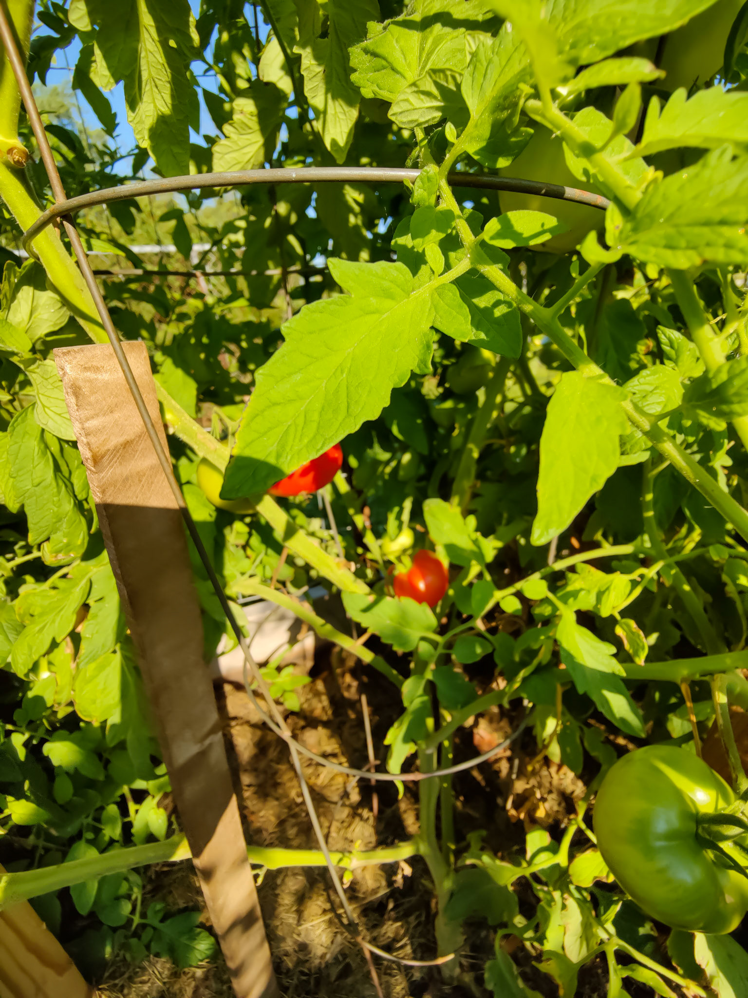 THE GARDEN 8.5.2022e