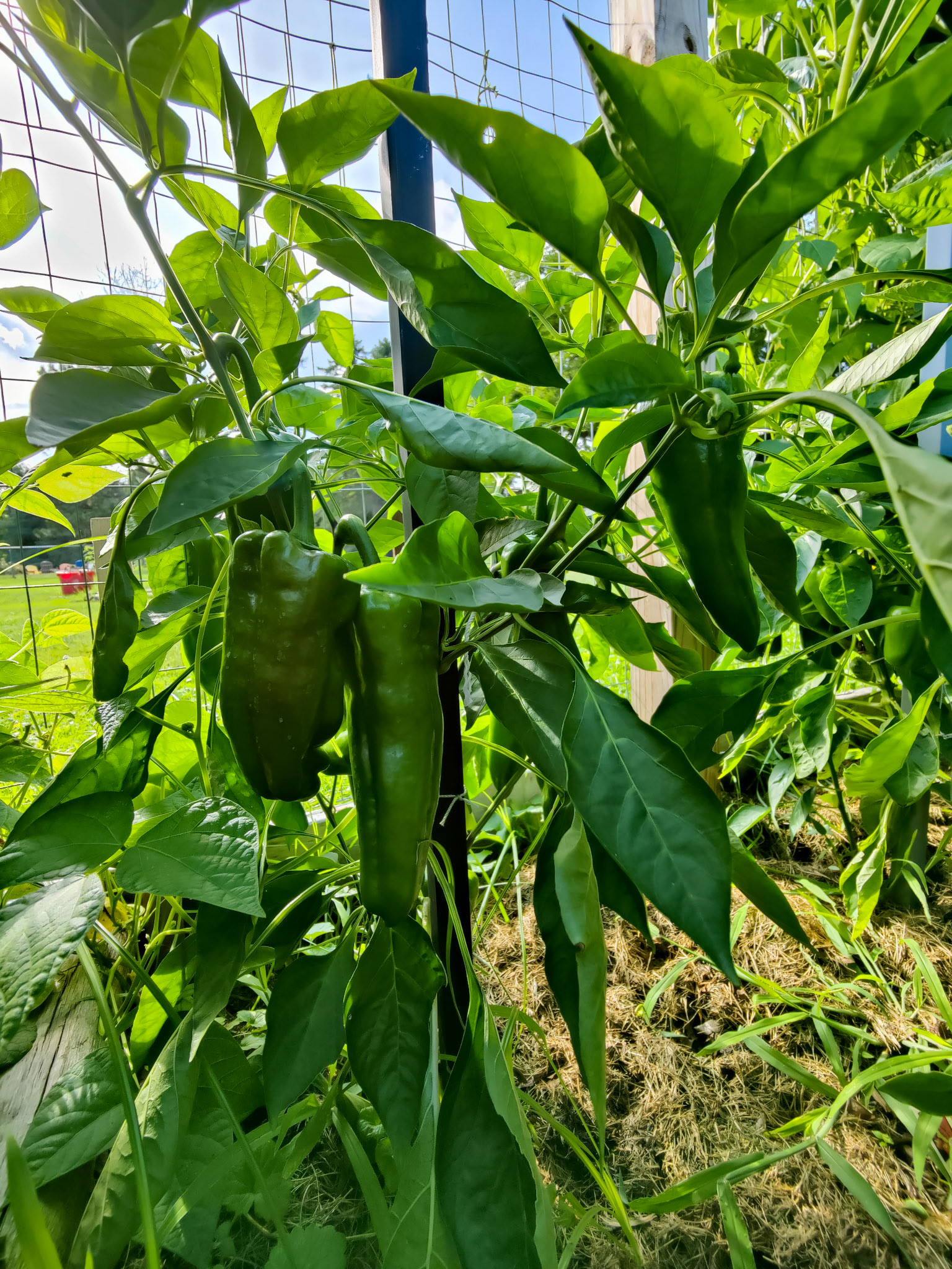 THE GARDEN 8.15.2022