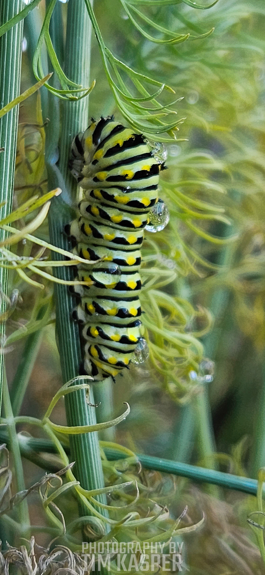 My Cate-"Buddy"-piller