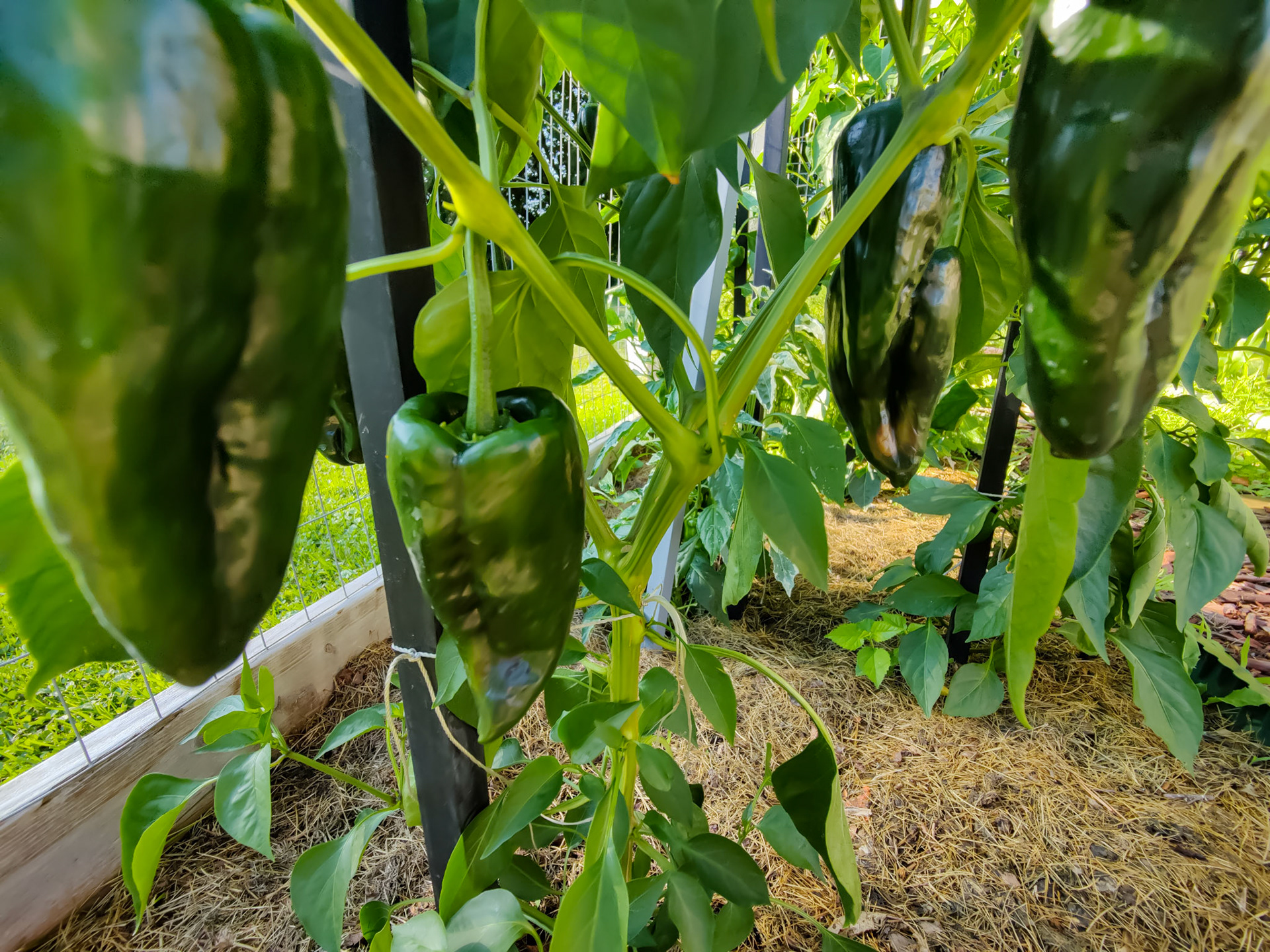 THE GARDEN 8.5.2022e
