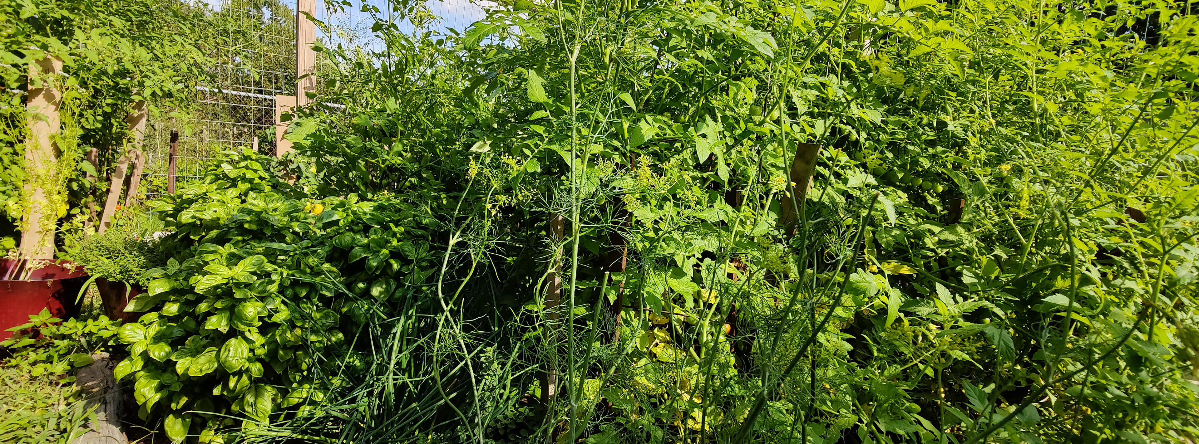THE GARDEN 8.15.2022
