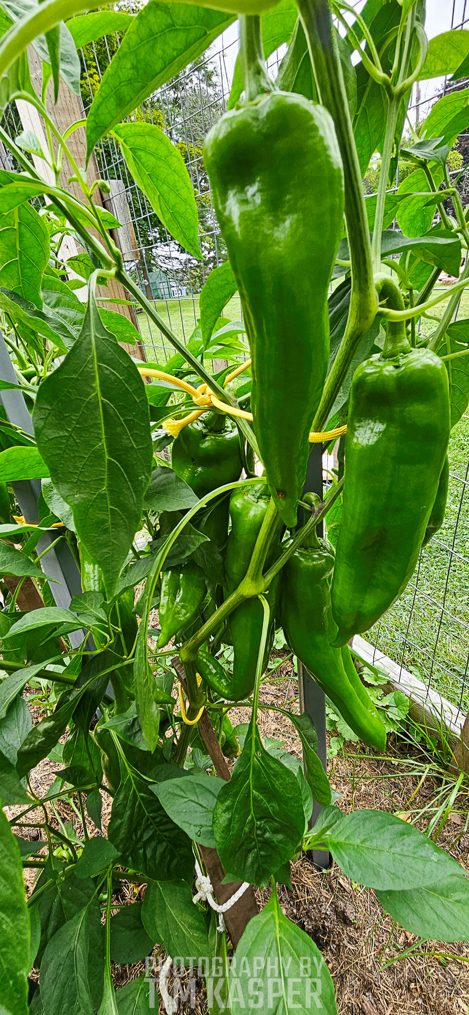 THE PRIZE WINNER! 18 PEPPERS ON ONE PLANT AT THE SAME TIME WITH MORE TO COME