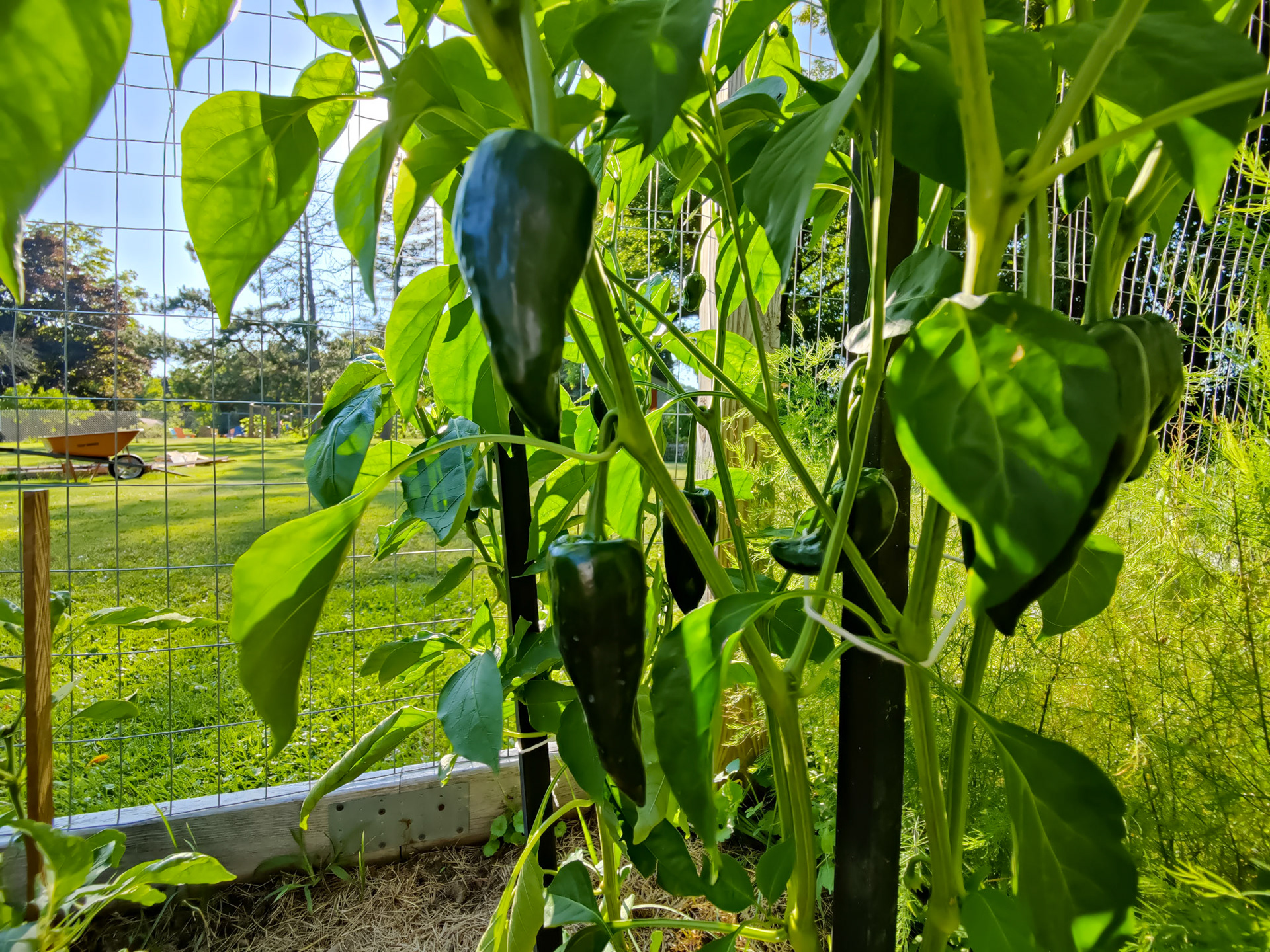 THE GARDEN 8.5.2022e