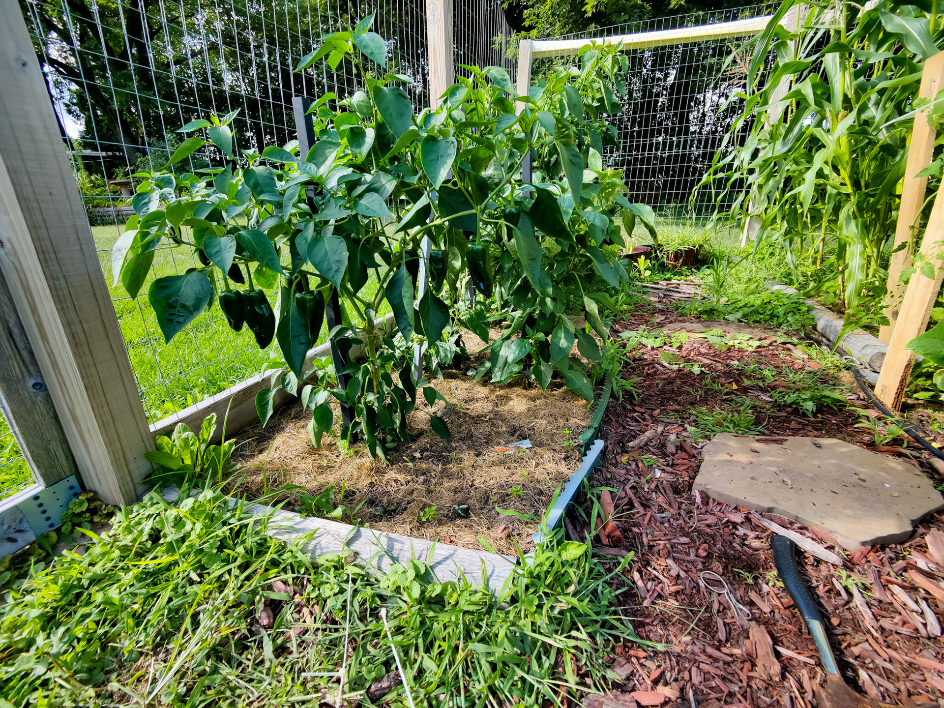 THE GARDEN 8.15.2022