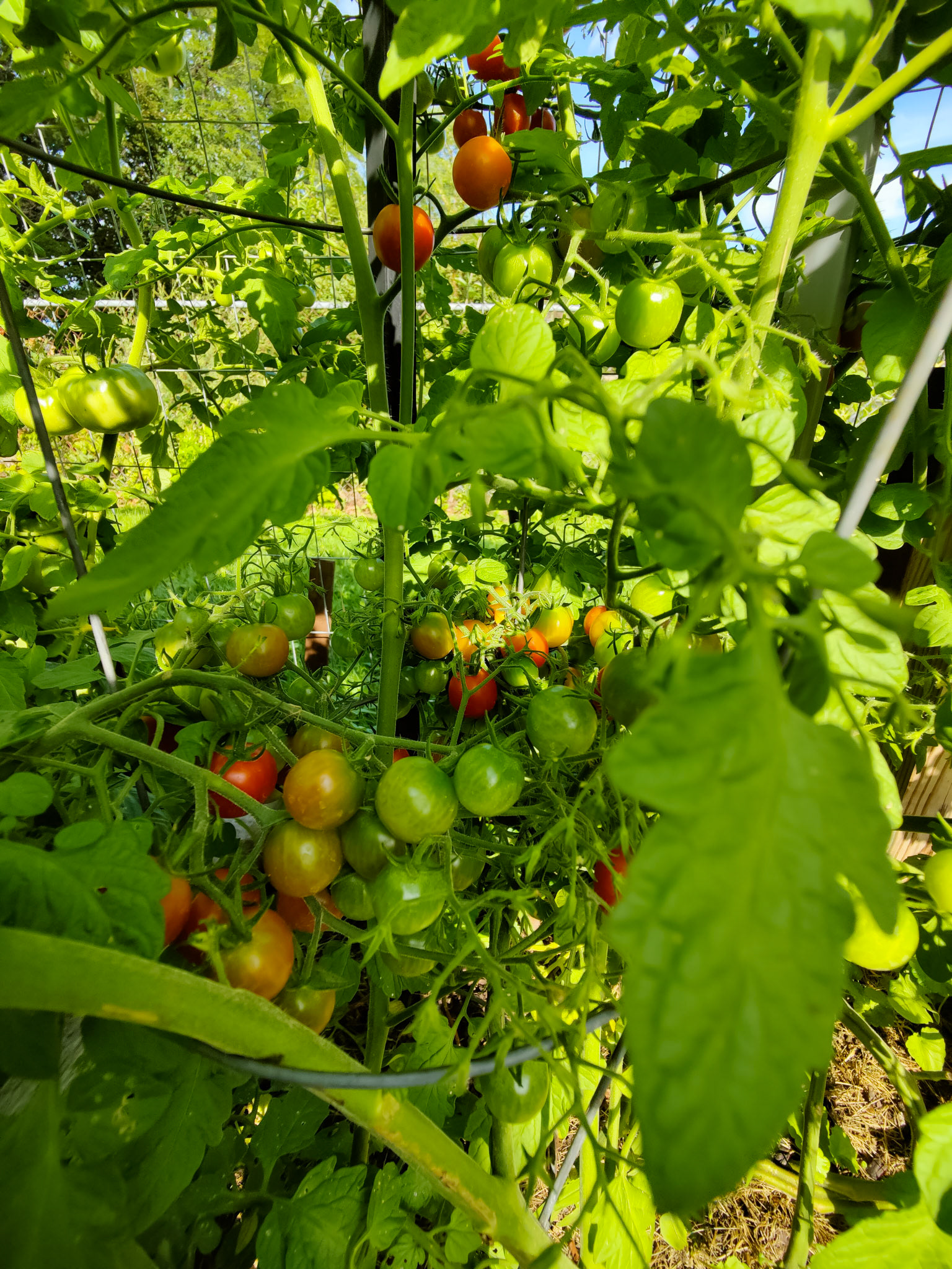 THE GARDEN 8.15.2022